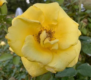 バラ　薔薇　花 バラ,薔薇,花の写真素材