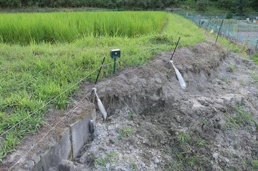 獣害対策をしても荒らされた田んぼの土手 田んぼ,土手,イノシシの写真素材