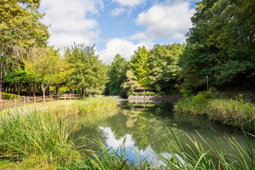 公園の風景⒃ 公園,木々,緑の写真素材