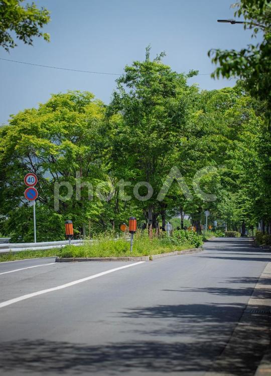 京都市、初夏の加茂街道 加茂街道,京都,京都府道38号線の写真素材