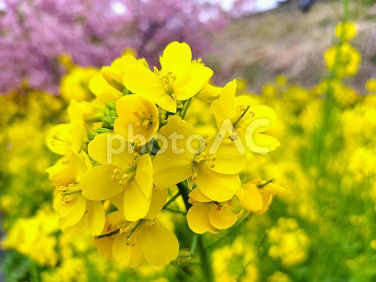 菜の花のアップ　背景は河津桜 菜の花,アップ,春のイメージの写真素材