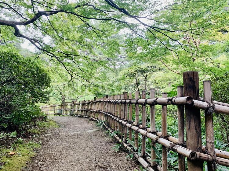 夏、青もみじの日本庭園の遊歩道 青もみじ,日本庭園,竹垣の写真素材