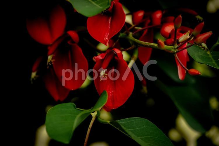 ＜素材＞初夏に咲いたアメリカデイゴの花 アメリカデイゴ,デイゴ,季節の花の写真素材