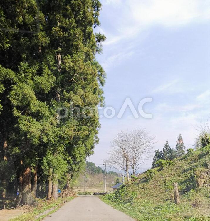 自然風景(道) 木,道路,風景の写真素材