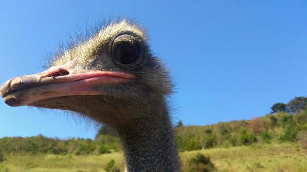 かわいいいダチョウの顔 ダチョウ,鳥,動物園の写真素材
