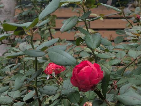 薔薇 薔薇の写真