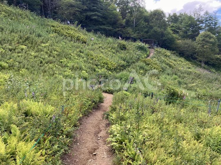 入笠山の花畑の風景（夏） 入笠山,花畑,花の写真素材