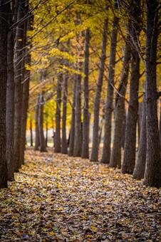札幌　秋の落葉の風景 北海道,北,札幌市の写真素材