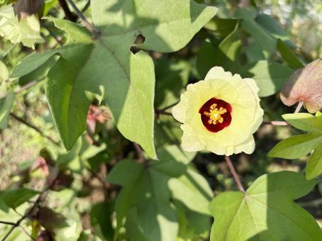 綿花 綿の花 綿花 綿の花 綿花,わた,花の写真素材