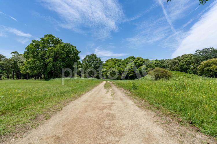新緑に包まれた公園 緑,木,青空の写真素材