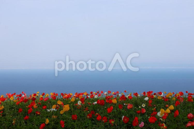 あわじ花さじきのポピーの花 あわじ花さじき,ポピー,花の写真素材