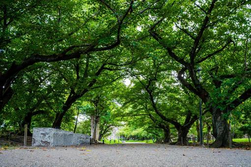 夏の桜並木の木陰 夏の桜並木の木陰 散歩道,遊歩道,桜の写真素材