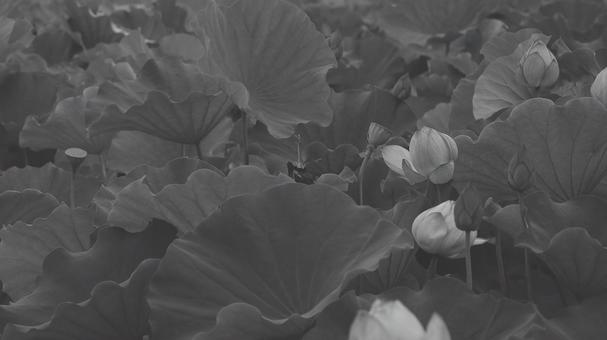 蓮 [白黒/淡]版 縦横16:9 蓮,白黒,モノクロの写真素材