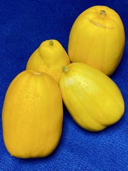 マクワウリ 金瓜,黄色,マクワ瓜の写真素材