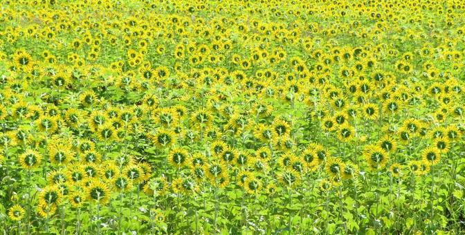 ひまわり畑・背面 ひまわり畑・背面の写真