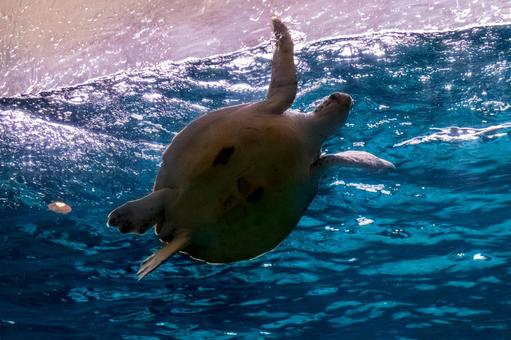 お腹を見せて泳ぐアカウミガメ お腹を見せて泳ぐアカウミガメ アカウミガメ,光,動物の写真素材