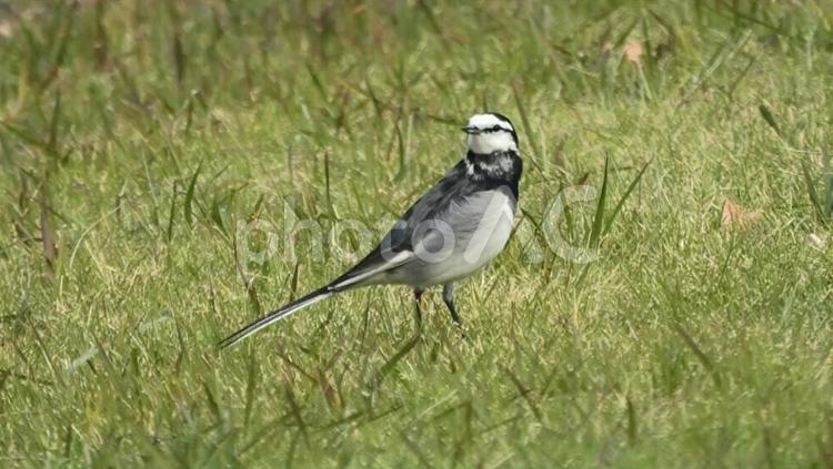 振り向くハクセキレイ ハクセキレイ,野鳥,小鳥の写真素材