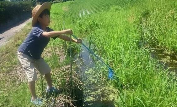 夏休みに少年が田んぼでメダカ獲り 少年,田んぼ,夏休みの写真素材