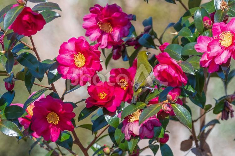 鮮やかなサザンカの花とメジロ サザンカ,メジロ,花の写真素材
