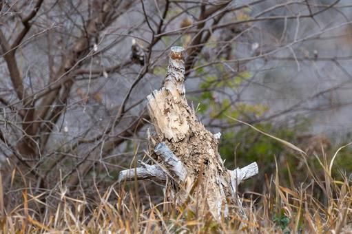枯れ木の切り株と冬の草むら 切り株,枯れ木,樹木の写真素材