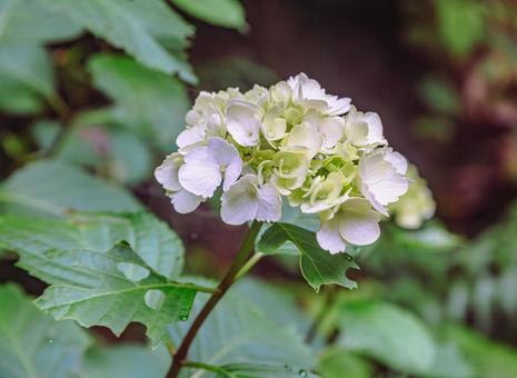 アジサイの小径　スノーホワイトの花4 アジサイ,紫陽花,花の写真素材