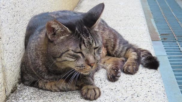 パトロールの途中で休憩するもふもふな猫 猫,キジトラ,休憩の写真素材