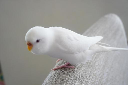 こちらをうかがうセキセイインコ こちらをうかがうセキセイインコの写真