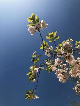 桜と青空6 桜と青空6の写真