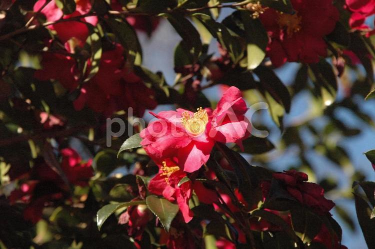 立春前の町田市の芹ヶ谷公園のサザンカ 山茶花,花木,赤い花の写真素材
