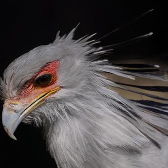 秘書鳥 秘書鳥