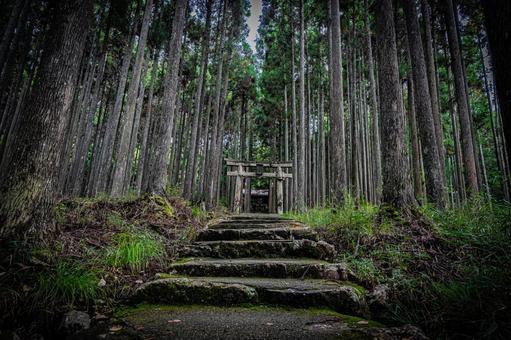京都　賀茂神社の風景 京都,京都府,京都市の写真素材