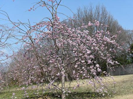 A young weeping cherry tree that has only been planted for a few years., JPG A young weeping cherry tree that has only been planted for a few years., JPG