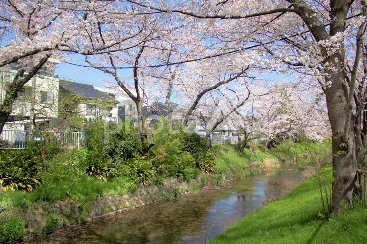 [愛知県]名古屋市の堀川と桜 桜,名古屋,名古屋市の写真素材
