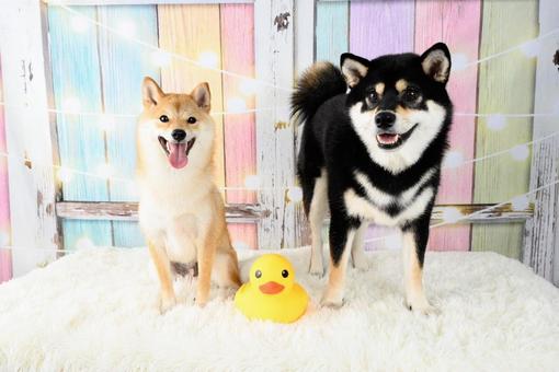 写真撮影会 写真撮影会 犬,柴犬,黒柴の写真素材