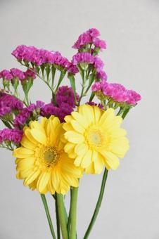 ガーベラとスターチス ガーベラ,スターチス,フラワーの写真素材