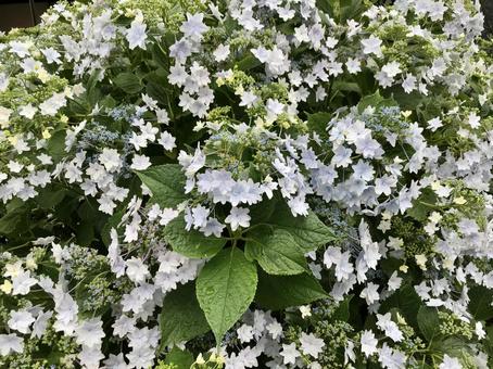 紫陽花 紫陽花の写真