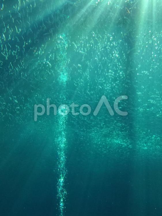 水族館　水の泡 水族館,海,日差しの写真素材