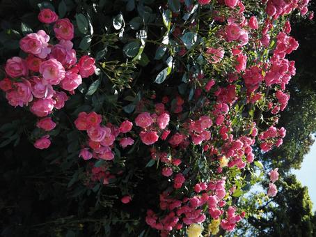 薔薇 薔薇の写真