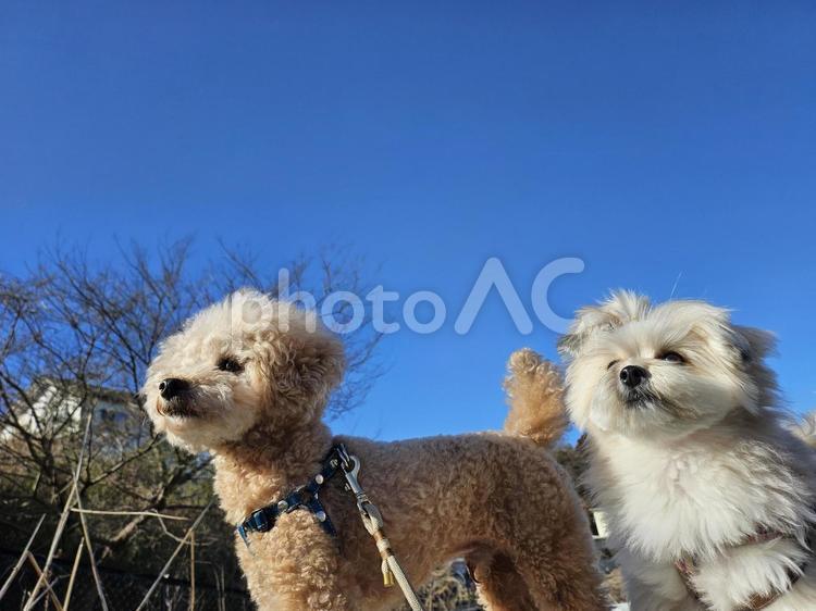 2人で何を見てるの トイプードル,ポメビション,ミックス犬の写真素材