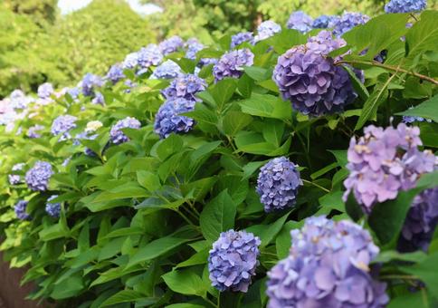Hydrangea, JPG Hydrangea, JPG