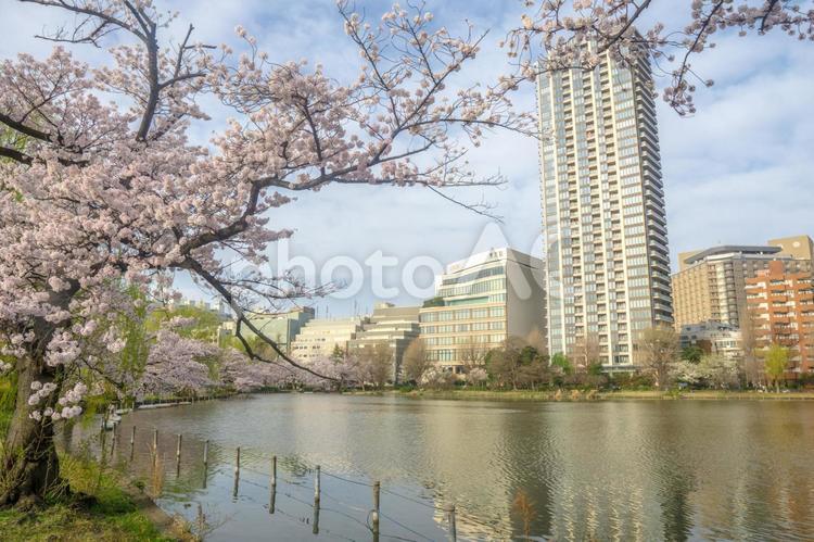 満開の桜と不忍池と高層ビル 桜,不忍池,上野公園の写真素材