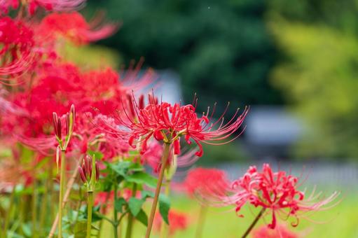 秋の陽射しに映える真紅の彼岸花 秋の陽射しに映える真紅の彼岸花の写真