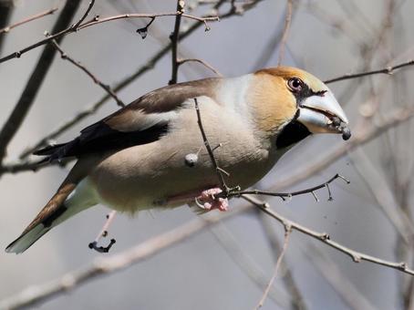 実を食べるシメ シメ,野鳥,小鳥の写真素材