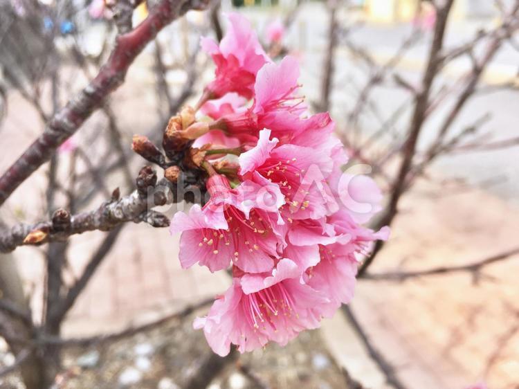 寒緋桜 寒緋桜,開花,春の写真素材