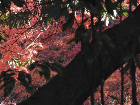 秋の風景 紅葉,葉っぱ,自然の写真素材