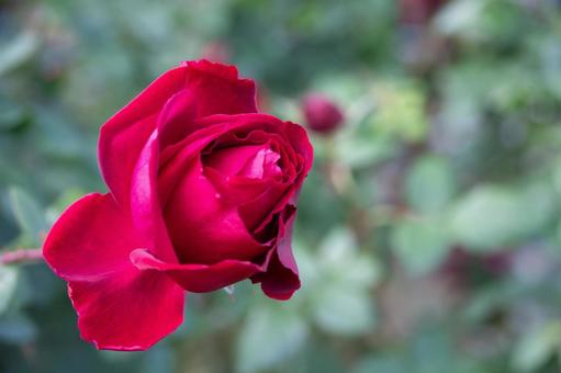 バラ園・赤色の秋バラ バラ,薔薇,バラ園の写真素材