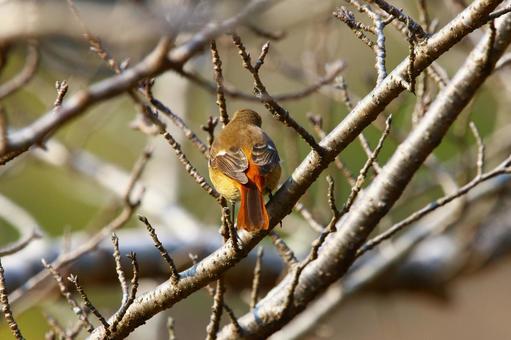 ジョウビタキ（♀）の後ろ姿の写真