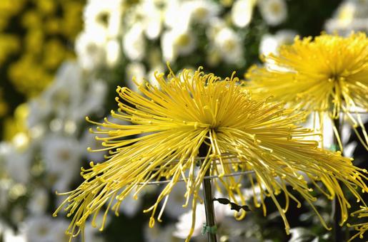 秋の花：キク3 植物,キク,菊の写真素材