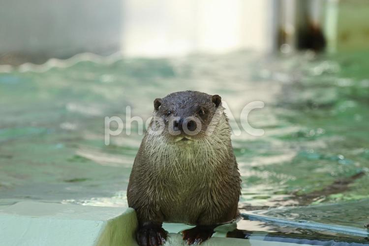 水辺のアイドル　ユーラシアカワウソ ユーラシア,カワウソ,かわうその写真素材