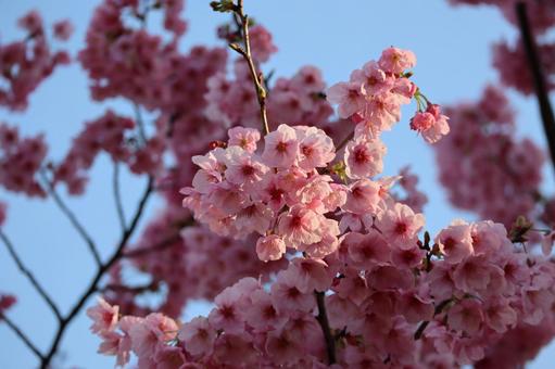 桜7 2020年 桜7 2020年の写真